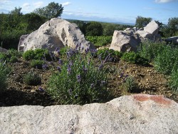 Strandpfad Lavendel