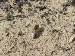 Sandbiene am Strandpfad