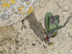 Fruehling am Strandpfad