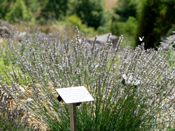 Weißer Lavendel