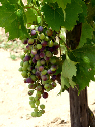 Weinrebe am Strandpfad