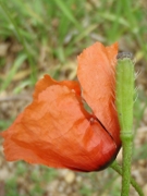 Bild von Sandmohn