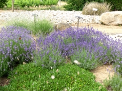 Strandpfad - Lavendel