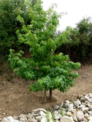 Strandpfad - Amberbaum