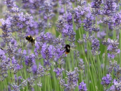 Strandpfad - Hummel